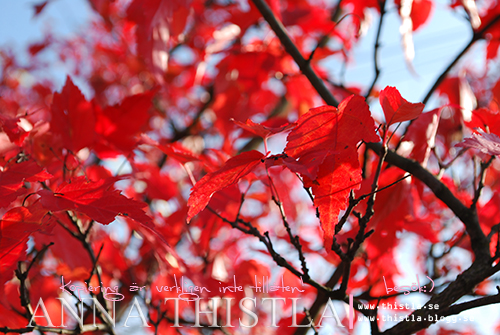 röda löv, höstfärger