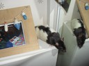 min fina råtta tittar sig i spegeln  