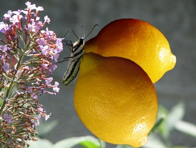 citronfjäril