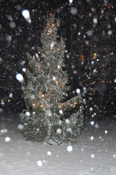 Julgran Med Snö På