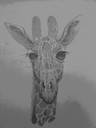 giraff teckning  