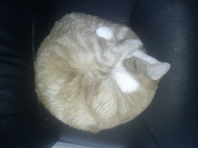 Min Katt sover som en rund boll just nu <3