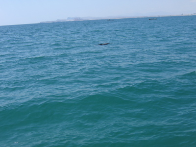 Delfin Oman