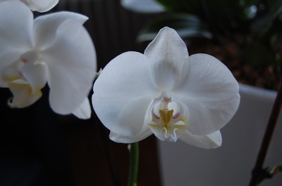 en fin orkidé