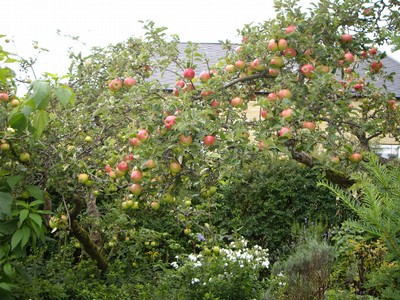 äpplen, äpplen överallt 2008
