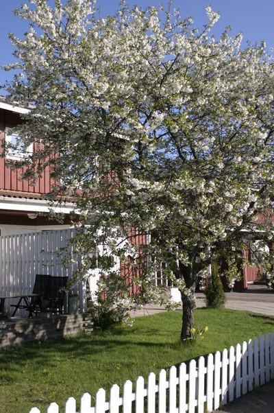 Vårat körsbärsträd i full blom.
