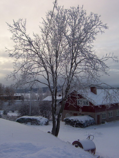 Frostigt träd-Finland