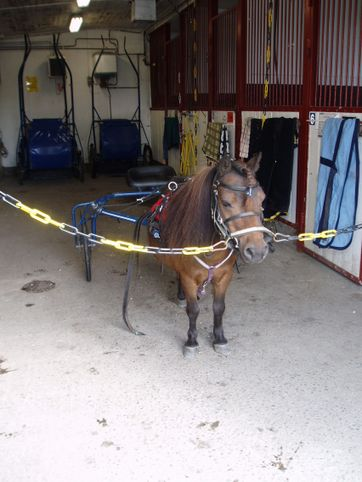 Det här är Frasse som matte körde trav med i lördags. Hon säger att han var OK för att vara häst eftersom han bara var lite större än mig...