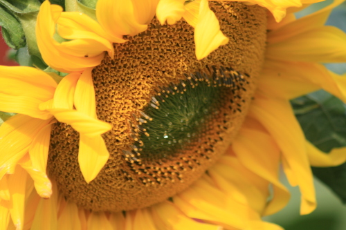 Solrosor /Sonnenblumen