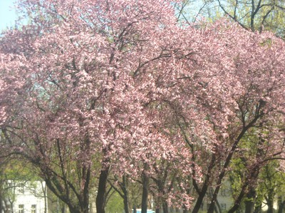 ett mycket rosa träd.det är fint tycker jag<3 i<3rosa
