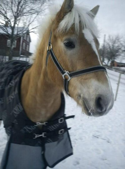 Min fina ponny som jag kommer gå långt med! ♥