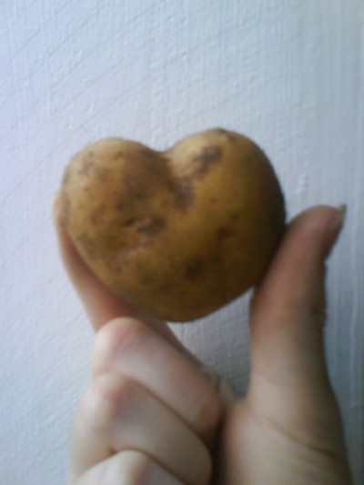 För alla potatis älskare! Vi har ett potatisland och när vi skulle ta upp potatisen så hitta jag den här söta lilla saken. ;)