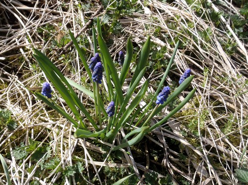 Blå hyacint på Stora Vadet i Götala 20120506.