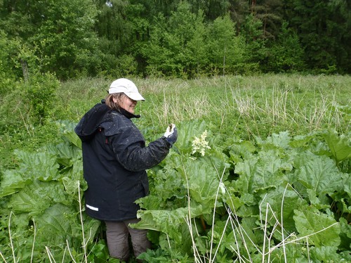 Malin Hansson vid rabarberplantorna på Stora Vadet i Götala 20120601.