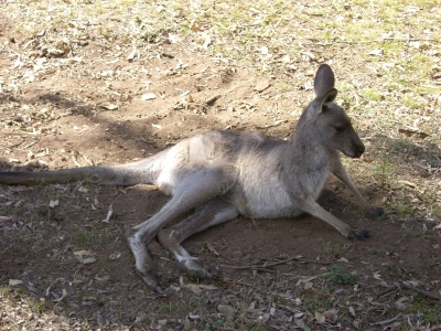 kangaroo 3.