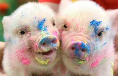 pink pigs