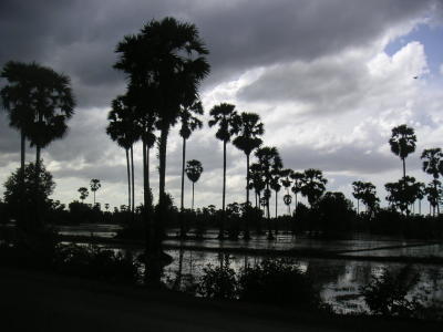 Översvämmade risfält i Battambang
