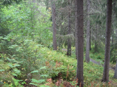 Norrländsk skog