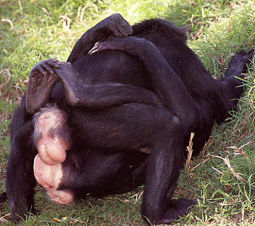 Två lesbiska dvärgschimpanser. :)