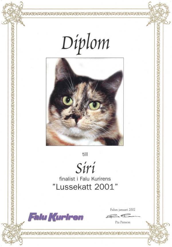 Siri as Lucia cat (="Lussekatt" in Swedish. Lussekatt is a saffron bun)