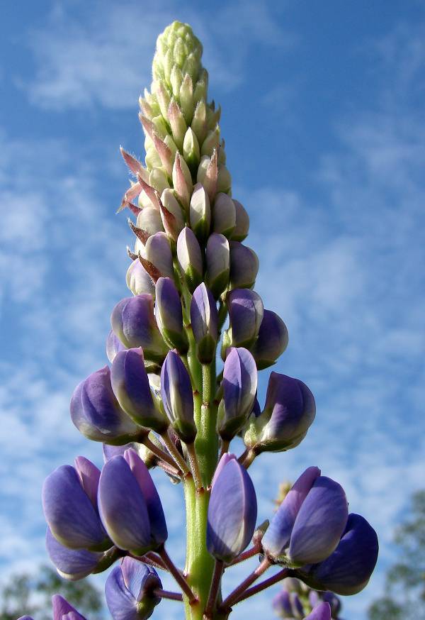 Lupin and sky