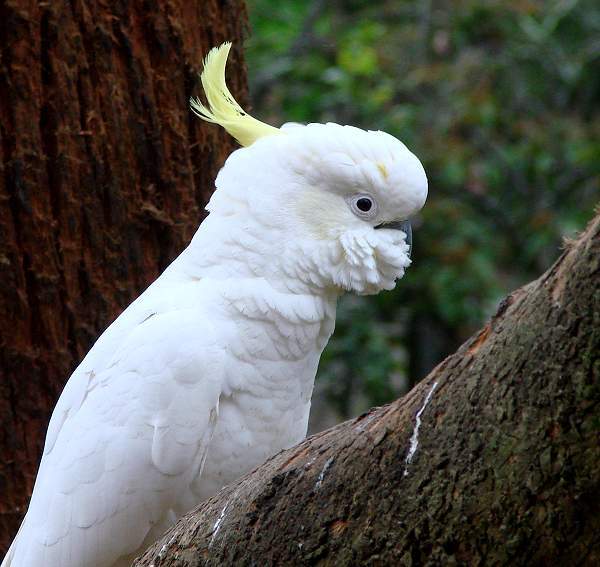 Cockatoo in Belgrave
