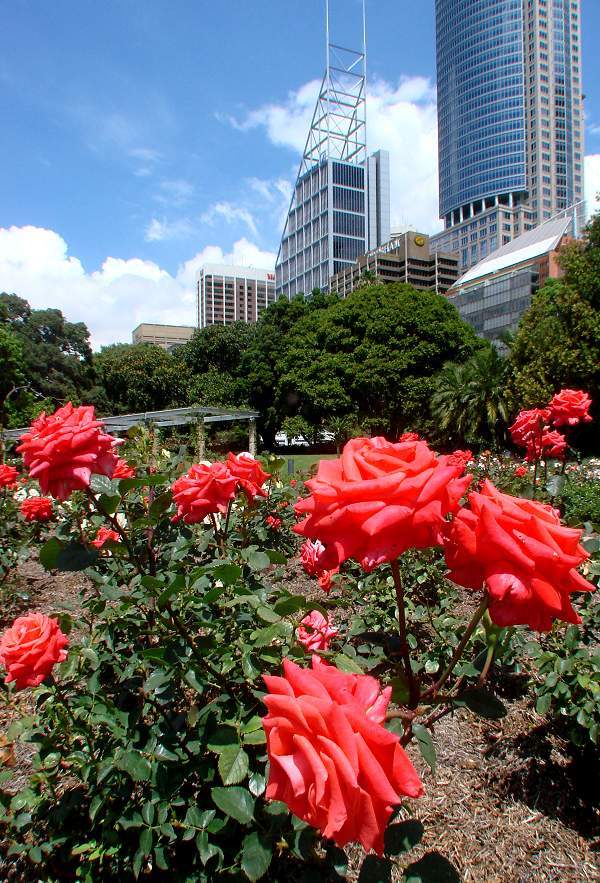 Sydney roses