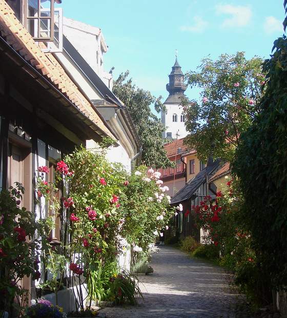 Roses in narrow Fiskargränd, Visby 