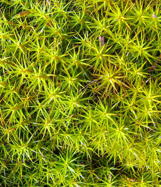 Star moss (I think)
