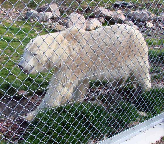 Polar bear in the bear park
