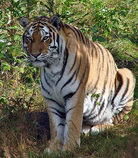 Giant Sibirian tiger