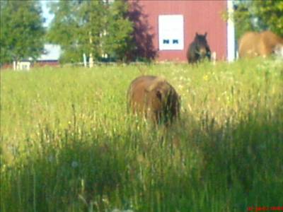 Häst i gräs