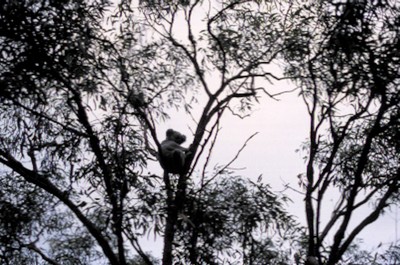 Koala i träd