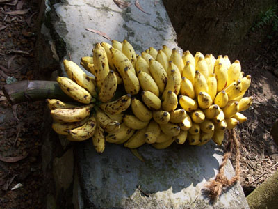 Bananer i massor till hungriga elefanter