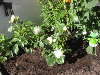 ja o mamma shoppade massor med nya blommor till framsidan, här är en av dem, en vit rosenbuske (syns inte så bra) men min vaktgroda syns iaf :)