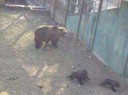 Brunbjörn med ungar