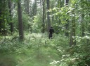 lukas i skogen