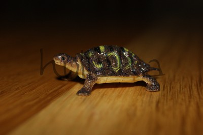 Amelias sköldpadda som hon fick hos doktorn =)