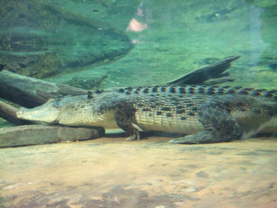 krokodil 3
