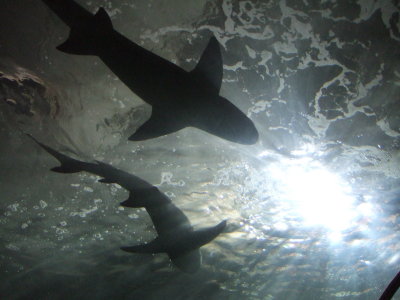 hajar och sol 1