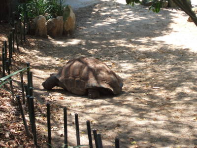 zoo turtle big