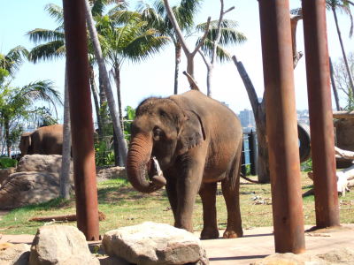 zoo elefant