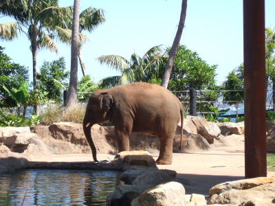 zoo elefant 2