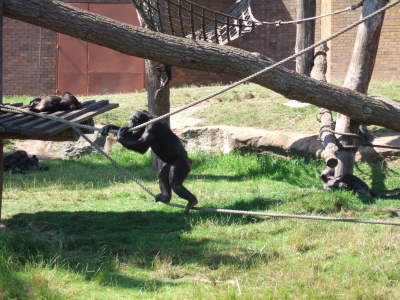 zoo schimpans 1