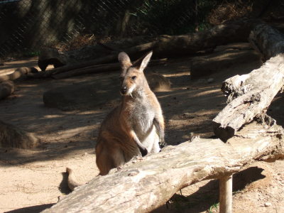 zoo kanguru i sol