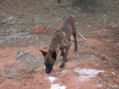min andra dingo