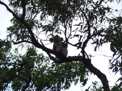 magnetic koala