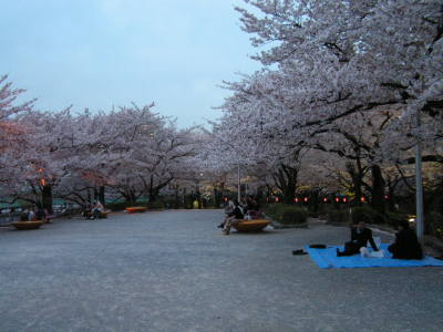 Sakuratrad nere vid Asakusa