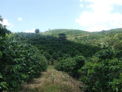 kaffeplantage