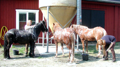 Matilda tvättar Blakkur, Aradís i mitten och Lina tvättar Vattar till höger.